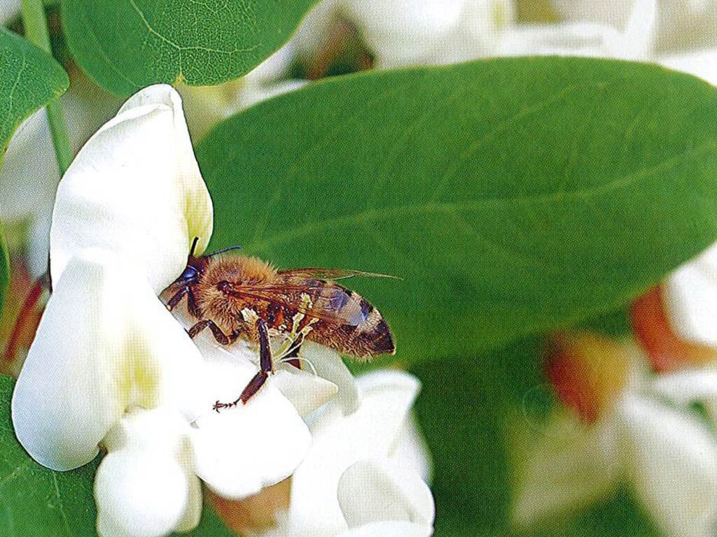 agha6-2